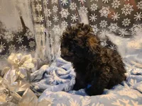 Bently, a male Poodle - Toy  for sale in Grand Rapids, MI – Photo 2 of 10