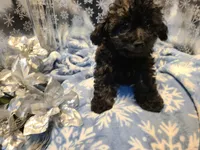 Bently, a male Poodle - Toy  for sale in Grand Rapids, MI – Photo 5 of 10