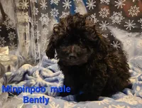 Bently, a male Poodle - Toy  for sale in Grand Rapids, MI – Photo 1 of 10