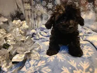 Bently, a male Poodle - Toy  for sale in Grand Rapids, MI – Photo 10 of 10