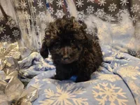 Bently, a male Poodle - Toy  for sale in Grand Rapids, MI – Photo 8 of 10