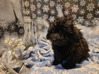 Bently, a male Poodle - Toy  for sale in Grand Rapids, MI – Photo 3 of 10