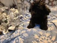 Bently, a male Poodle - Toy  for sale in Grand Rapids, MI – Photo 7 of 10