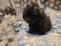 Bently, a male Poodle - Toy  for sale in Grand Rapids, MI – Photo 4 of 10