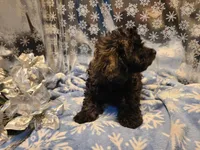 Bently, a male Poodle - Toy  for sale in Grand Rapids, MI – Photo 9 of 10