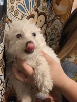 Mrs. Brondyke, a female Poodle - Toy  for sale in Grand Rapids, MI – 6 of 10
