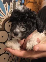 Marvin, a male Poodle - Toy  for sale in Grand Rapids, MI – 4 of 5