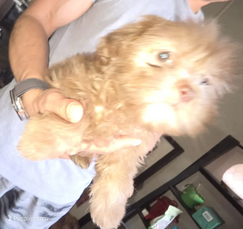 Willard – Shih Tzu, Poodle - Miniature  puppy for sale in Myrtle Beach, SC