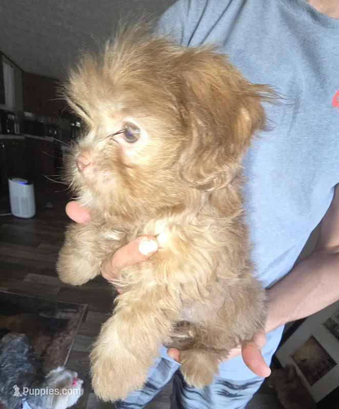 Winona – Shih Tzu, Poodle - Miniature  puppy for sale in Myrtle Beach, SC