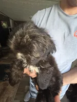 Winston, a male Shih Tzu and Poodle - Miniature  for sale in Myrtle Beach, SC – 2 of 3