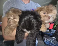 Willard, a male Shih Tzu and Poodle - Miniature  for sale in Myrtle Beach, SC – 3 of 3