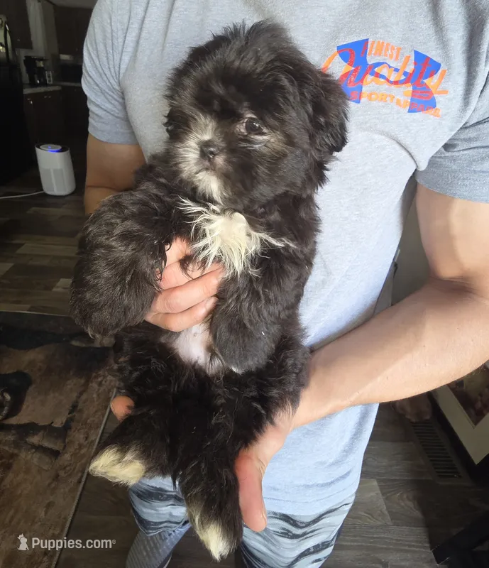 Winston – Shih Tzu, Poodle - Miniature  puppy for sale in Myrtle Beach, SC