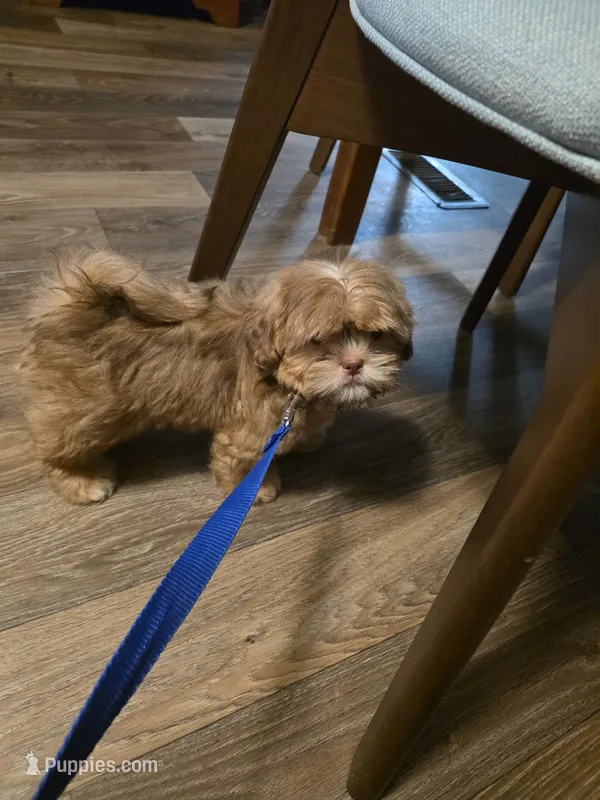 Willard – Shih Tzu, Poodle - Miniature  puppy for sale in Myrtle Beach, SC