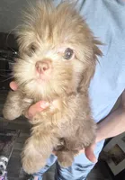 Winona, a female Shih Tzu and Poodle - Miniature  for sale in Myrtle Beach, SC – 2 of 2