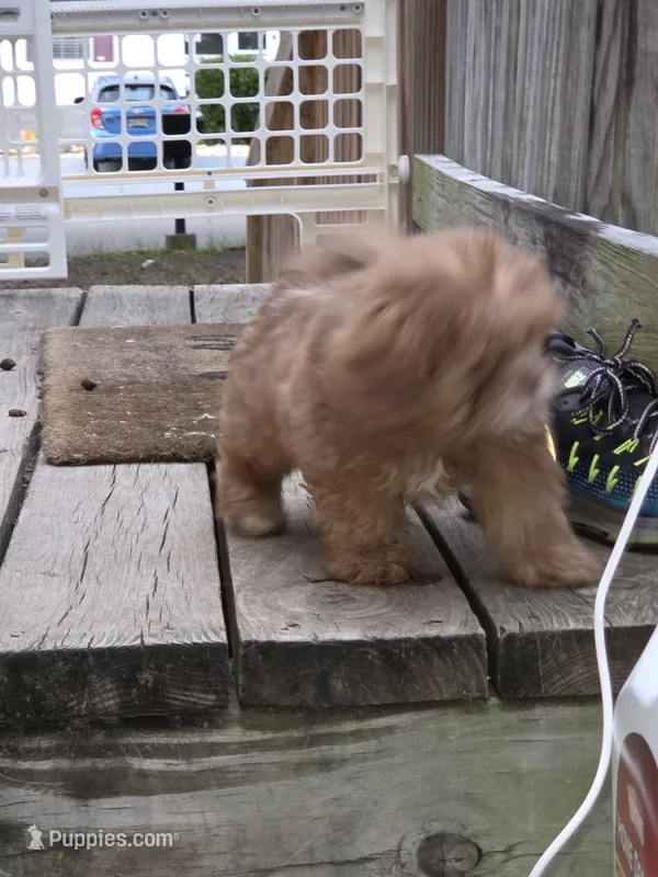 Winona – Shih Tzu, Poodle - Miniature  puppy for sale in Myrtle Beach, SC