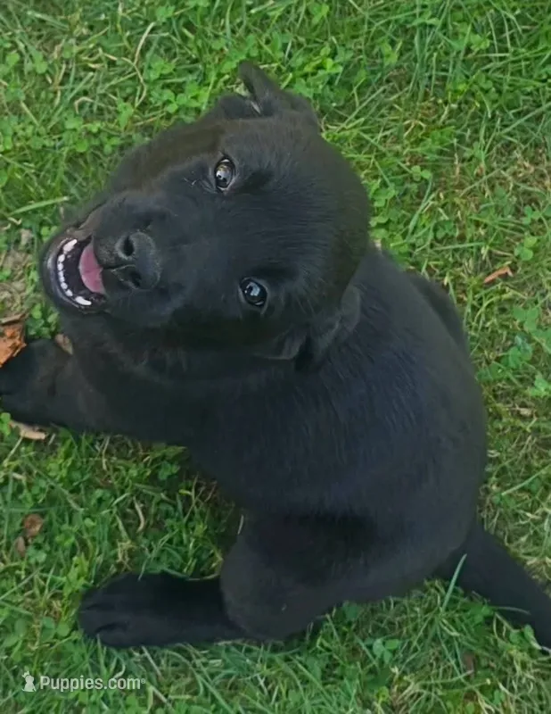 Jet – Labrador Retriever puppy for sale in Westminster, MA