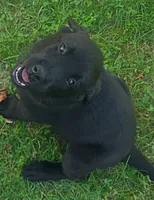 Jet, a male Labrador Retriever for sale in Westminster, MA – 1 of 1
