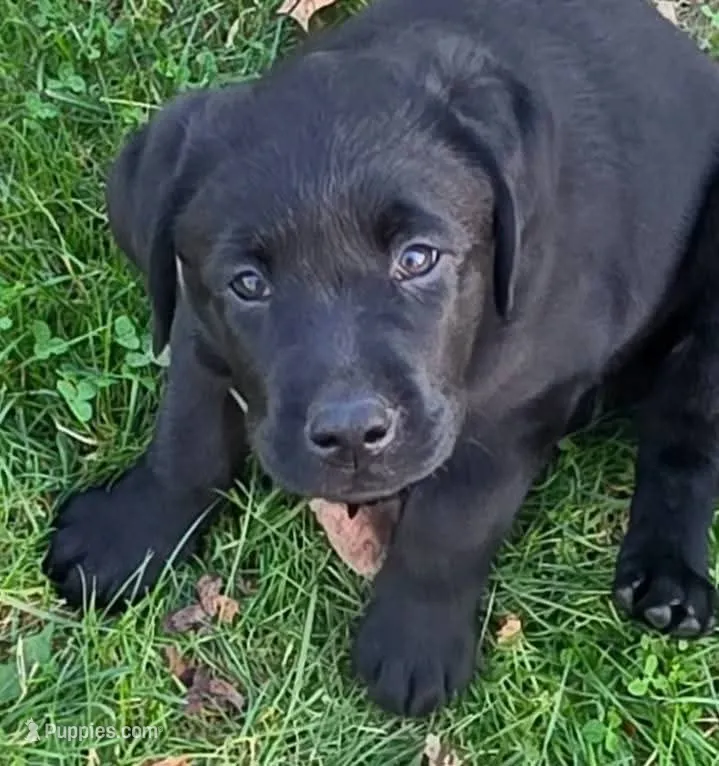 Onyx – Labrador Retriever puppy for sale in Westminster, MA