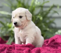 Breeze, a male Golden Retriever for sale in Butner, NC – 2 of 3