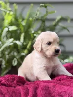 Dune, a male Golden Retriever for sale in Butner, NC – 2 of 3
