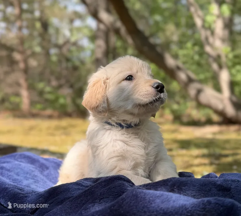 Drift – Golden Retriever puppy for sale in Butner, NC