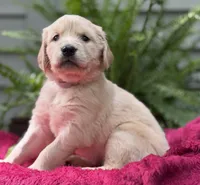 Pearl, a female Golden Retriever for sale in Butner, NC – 2 of 3