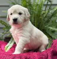 Coast, a male Golden Retriever for sale in Butner, NC – 3 of 3