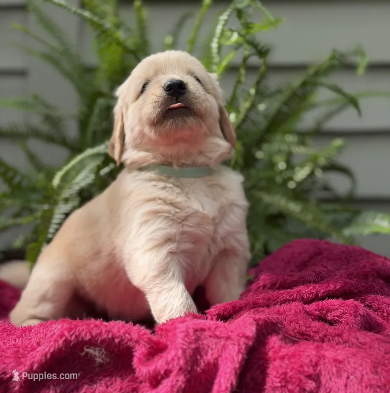 Cove – Golden Retriever puppy for sale in Butner, NC