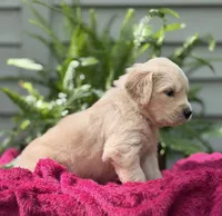 Sailor , a male Golden Retriever for sale in Butner, NC – 3 of 3