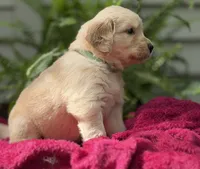 Cove, a female Golden Retriever for sale in Butner, NC – 3 of 3