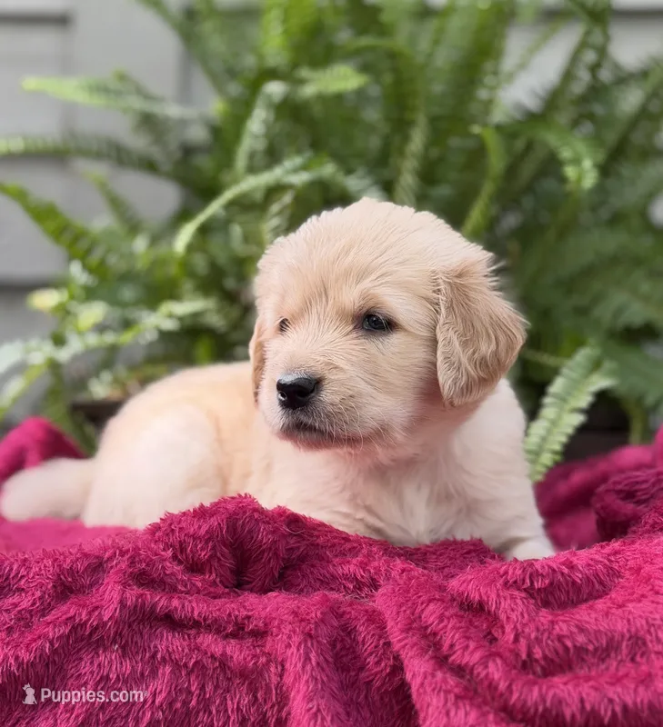 Coral – Golden Retriever puppy for sale in Butner, NC