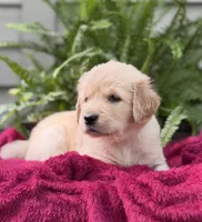 Coral, a female Golden Retriever for sale in Butner, NC – 1 of 3