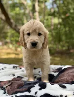 Sandy , a female Golden Retriever for sale in Butner, NC – 2 of 3
