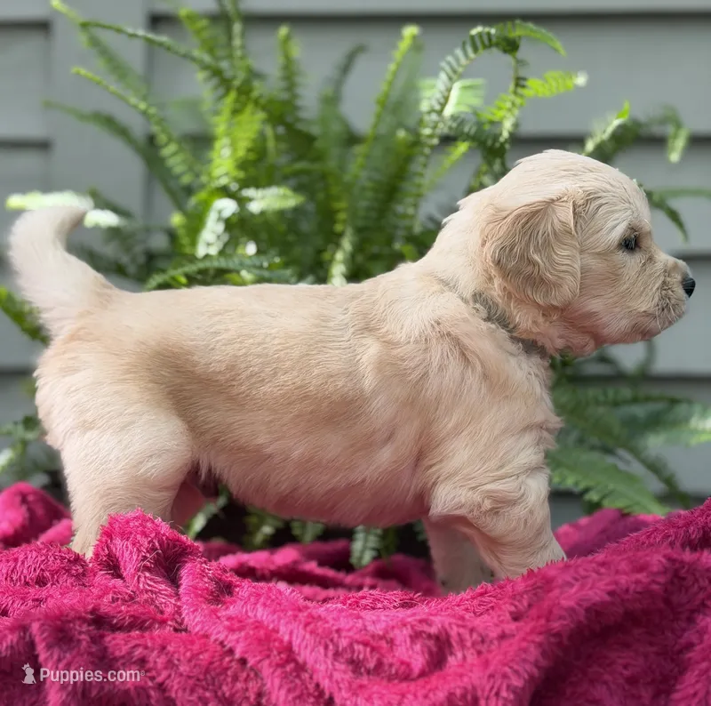 Sailor  – Golden Retriever puppy for sale in Butner, NC