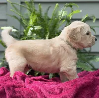 Sailor , a male Golden Retriever for sale in Butner, NC – 1 of 3