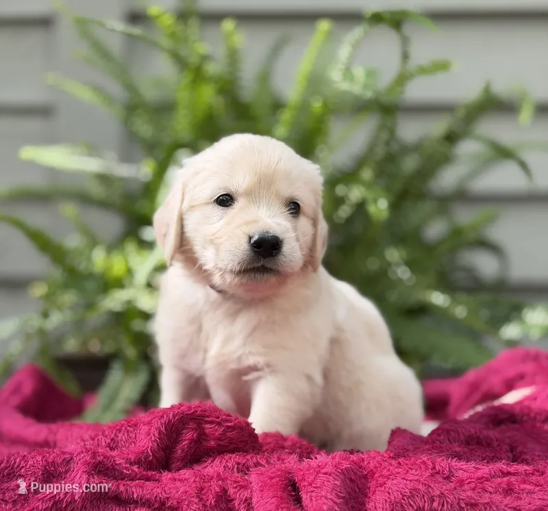 Breeze – Golden Retriever puppy for sale in Butner, NC