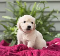 Breeze, a male Golden Retriever for sale in Butner, NC – 1 of 3
