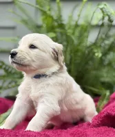 Drift, a male Golden Retriever for sale in Butner, NC – 2 of 3