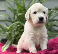 Coast, a male Golden Retriever for sale in Butner, NC – 1 of 3