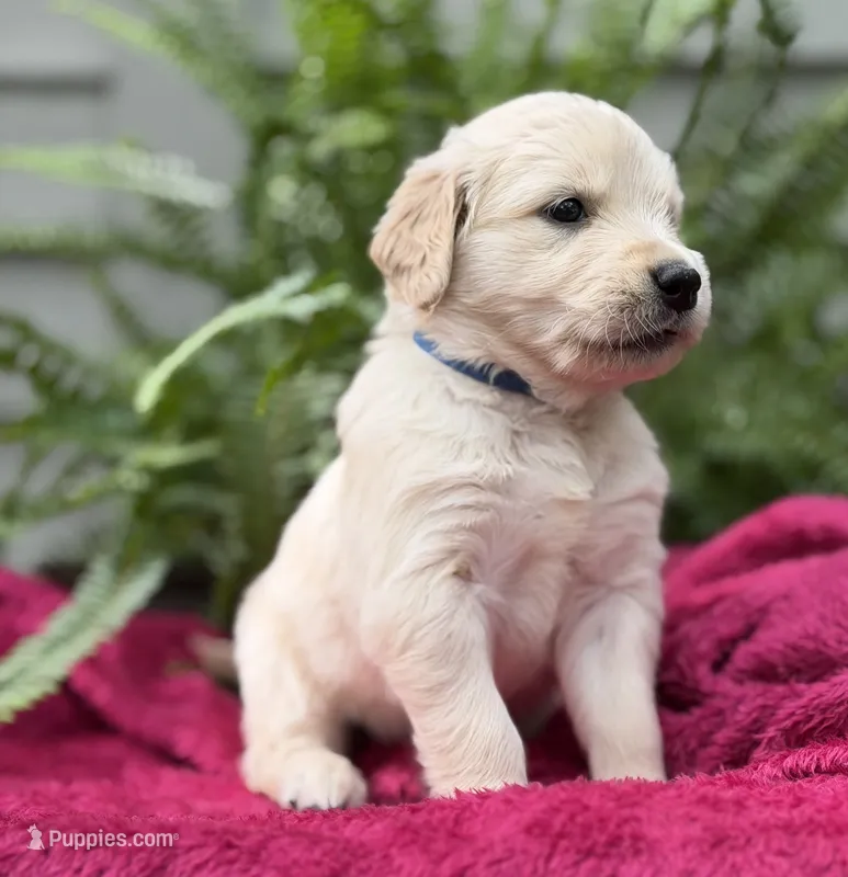 Drift – Golden Retriever puppy for sale in Butner, NC
