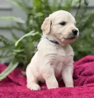 Drift, a male Golden Retriever for sale in Butner, NC – 1 of 3