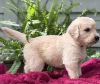 Dune, a male Golden Retriever for sale in Butner, NC – 3 of 3