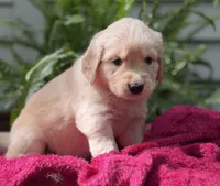 Cove, a female Golden Retriever for sale in Butner, NC – 2 of 3