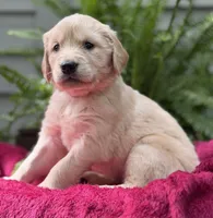 Pearl, a female Golden Retriever for sale in Butner, NC – 3 of 3