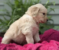 Sandy, a female Golden Retriever for sale in Butner, NC – 3 of 3