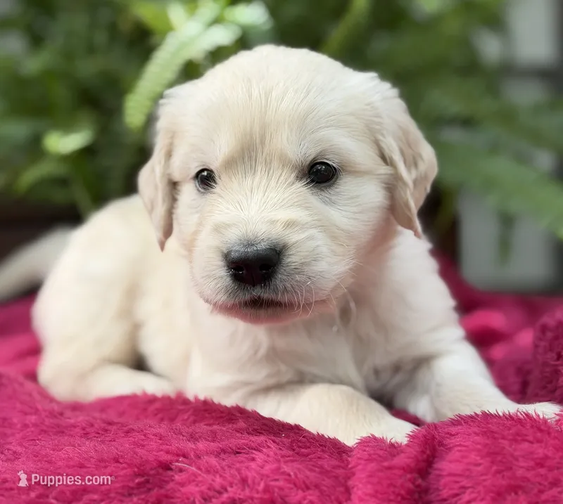 Shrimp  – Golden Retriever puppy for sale in Butner, NC