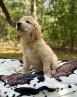 Sandy , a female Golden Retriever for sale in Butner, NC – 3 of 3