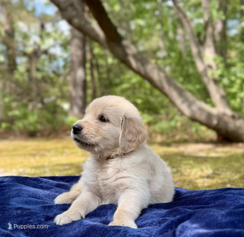 Dune – Golden Retriever puppy for sale in Butner, NC