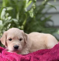 Sailor , a male Golden Retriever for sale in Butner, NC – 2 of 3