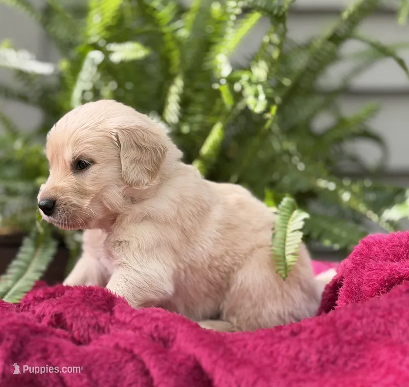 Dune – Golden Retriever puppy for sale in Butner, NC